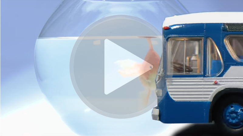 Rapido Fishbowl Bus Video